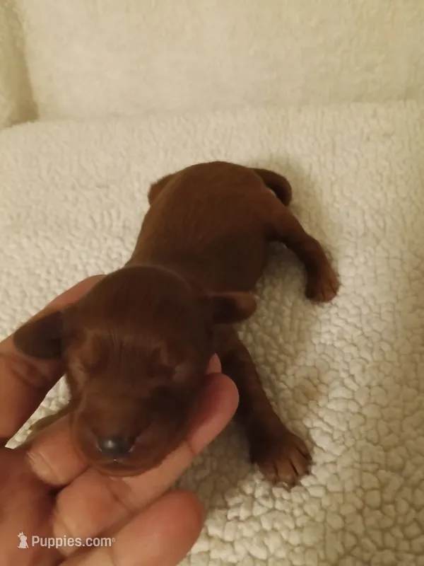 Girl one, a female Cavapoo and Cavalier King Charles Spaniel for sale in East Providence, RI – 1 of 1