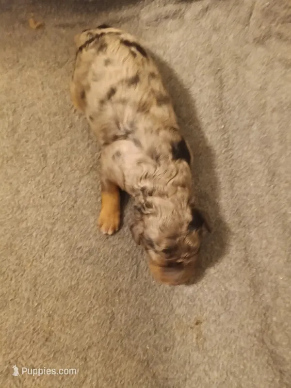 Boy two – Poodle - Miniature  puppy for sale in East Providence, RI