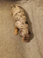 Boy two, a male Poodle - Miniature  for sale in East Providence, RI – 1 of 1