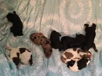 Miniature Poodle puppies , a  Poodle - Miniature  for sale in East Providence, RI – 1 of 1