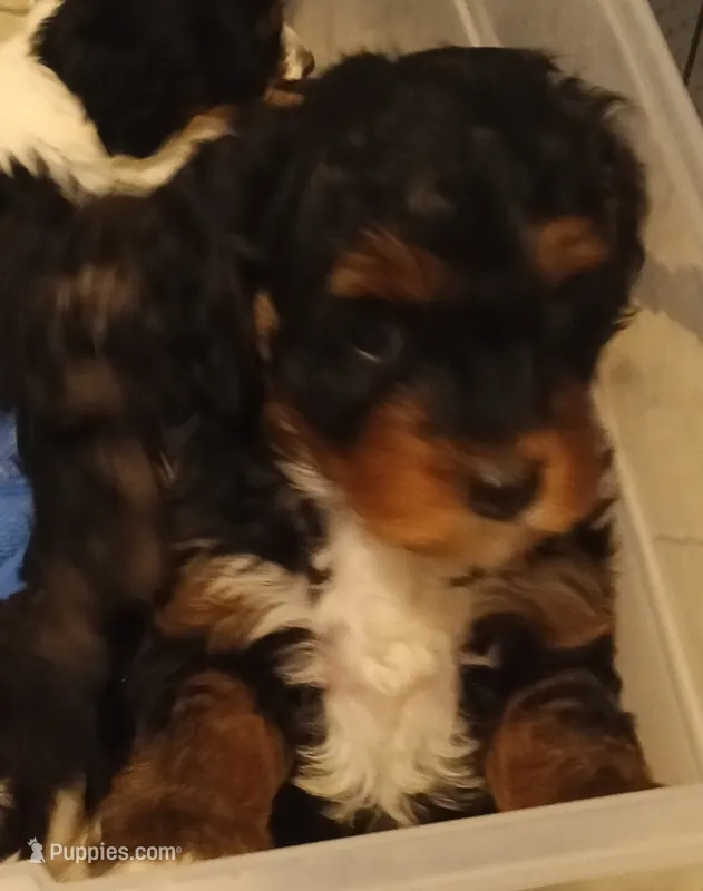 Leo – Cavapoo, Poodle - Toy  puppy for sale in East Providence, RI