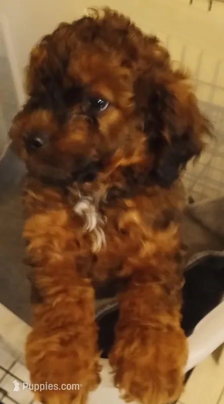 Violet – Cavapoo puppy for sale in East Providence, RI