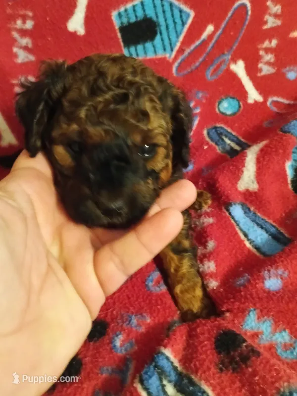 Girl one – Cavapoo puppy for sale in East Providence, RI