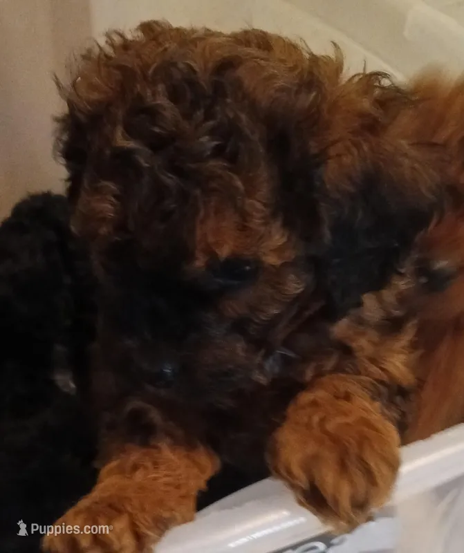 Violet – Cavapoo puppy for sale in East Providence, RI
