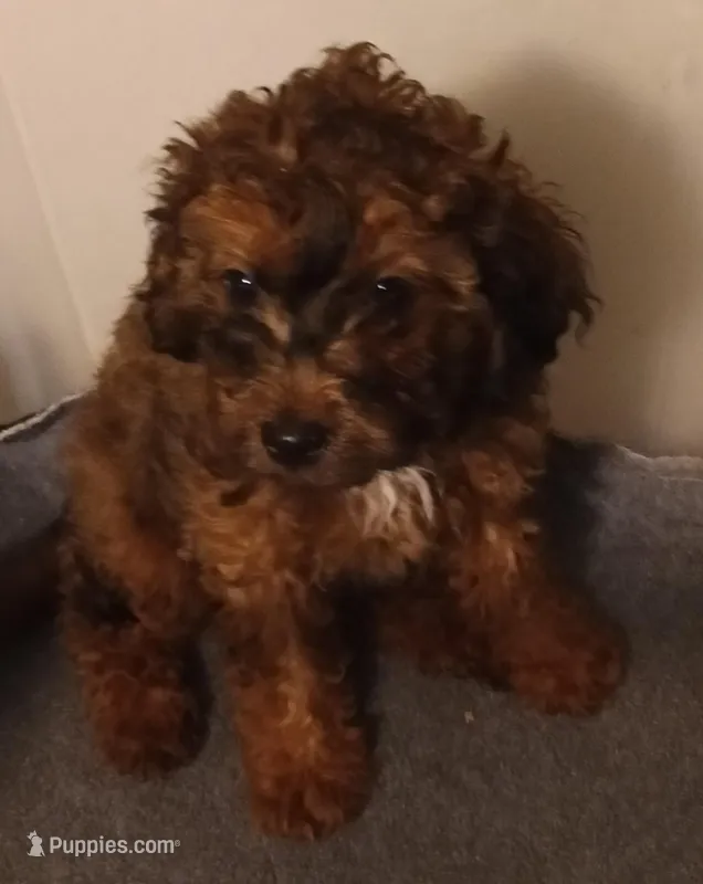 Violet – Cavapoo puppy for sale in East Providence, RI