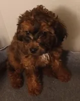 Violet, a female Cavapoo for sale in East Providence, RI – 1 of 1