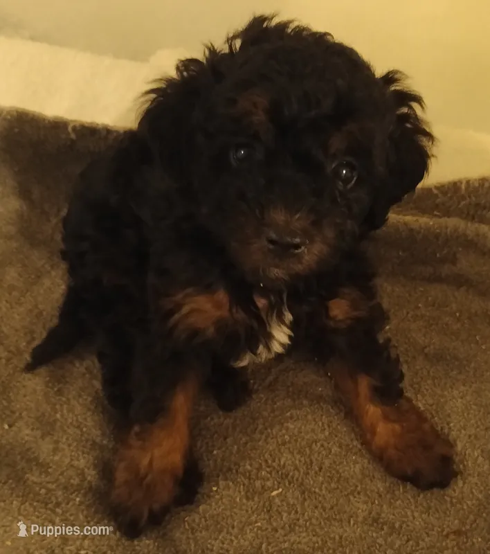 Boy four – Poodle - Miniature  puppy for sale in East Providence, RI