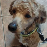 Miniature Poodle puppy, a  Poodle - Miniature  for sale in East Providence, RI – Photo 2 of 2