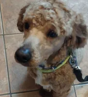 Miniature Poodle puppy, a  Poodle - Miniature  for sale in East Providence, RI – Photo 2 of 2