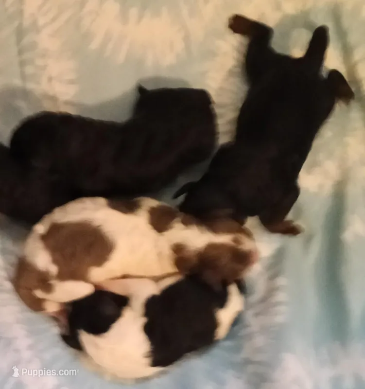 Boy one – Poodle - Miniature  puppy for sale in East Providence, RI