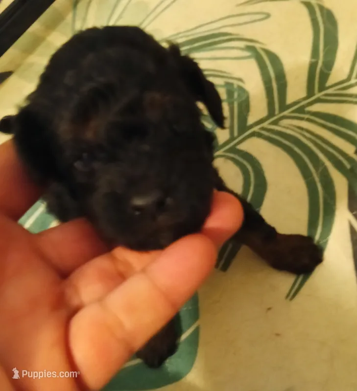 Boy four – Poodle - Miniature  puppy for sale in East Providence, RI
