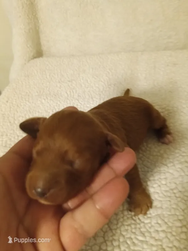 Boy one , a male Cavapoo and Poodle - Miniature  for sale in East Providence, RI – 1 of 1