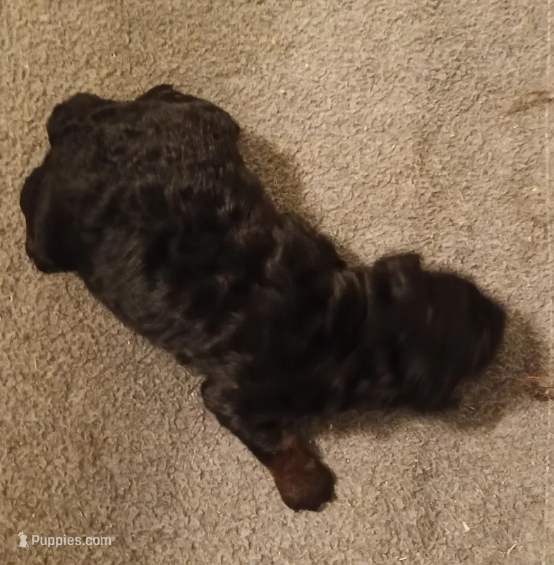 Boy four – Poodle - Miniature  puppy for sale in East Providence, RI