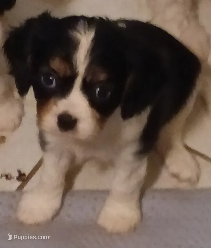 Boy 3 – Cavalier King Charles Spaniel puppy for sale in East Providence, RI