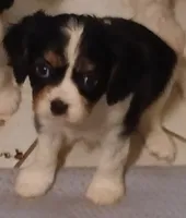 Boy 3, a male Cavalier King Charles Spaniel for sale in East Providence, RI – 1 of 1