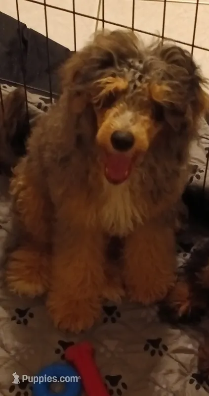 Duke – Poodle - Miniature  puppy for sale in East Providence, RI