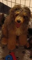 Duke, a male Poodle - Miniature  for sale in East Providence, RI – 1 of 1