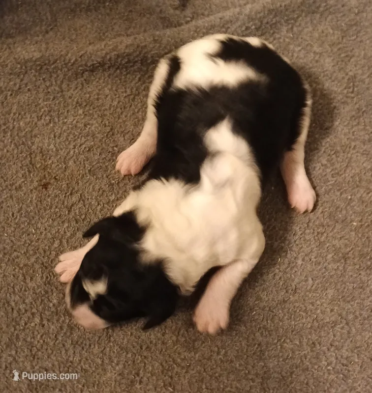 Boy one – Poodle - Miniature  puppy for sale in East Providence, RI