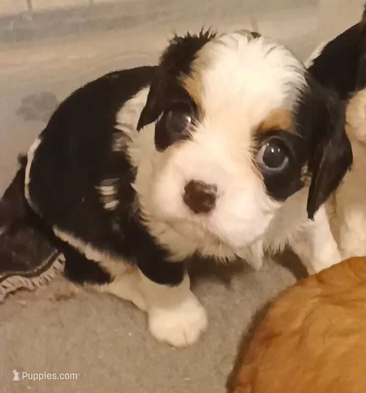Boy 2 – Cavalier King Charles Spaniel puppy for sale in East Providence, RI