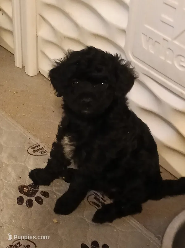Girl two – Poodle - Miniature  puppy for sale in East Providence, RI