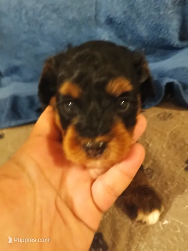 Leo – Cavapoo, Poodle - Toy  puppy for sale in East Providence, RI