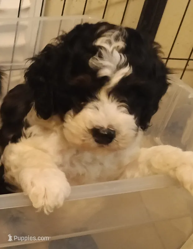 Charlie – Cavapoo puppy for sale in East Providence, RI