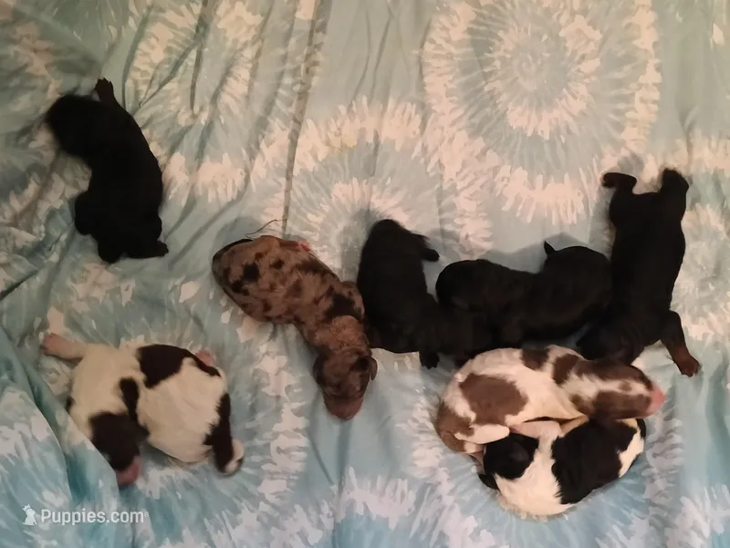 Girl one – Poodle - Miniature  puppy for sale in East Providence, RI