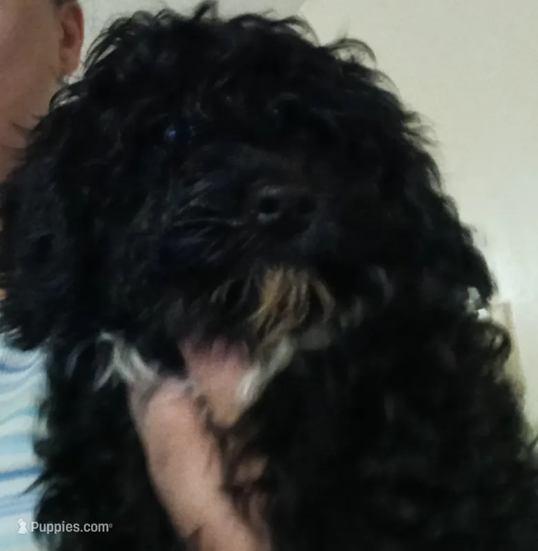 Cookie – Cavapoo, Poodle - Miniature  puppy for sale in East Providence, RI