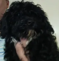 Cookie, a female Cavapoo and Poodle - Miniature  for sale in East Providence, RI – 1 of 1
