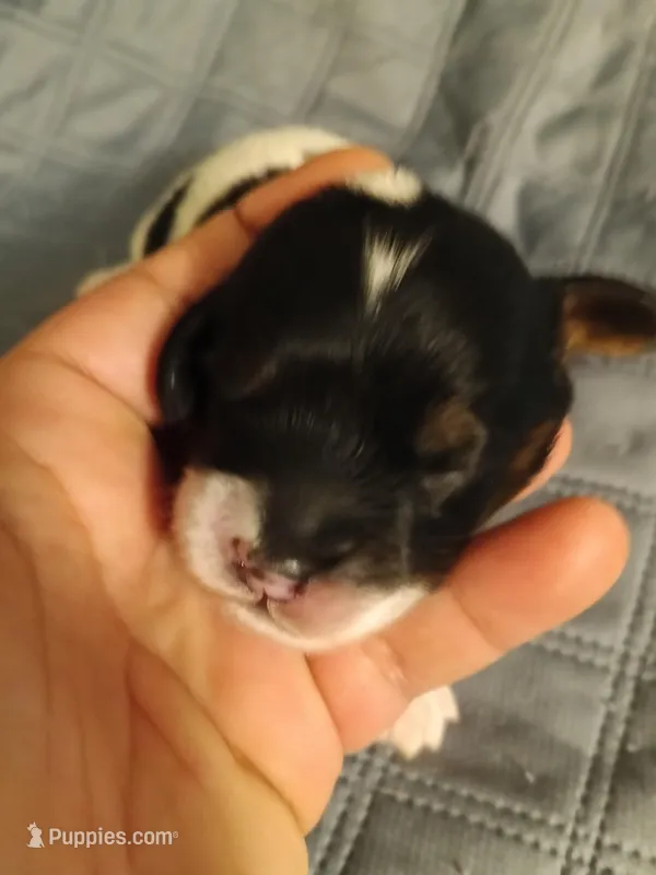 Girl 4, a female Cavapoo for sale in East Providence, RI – Photo 1 of 1