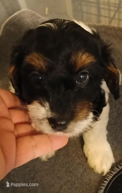 Honey – Cavapoo puppy for sale in East Providence, RI