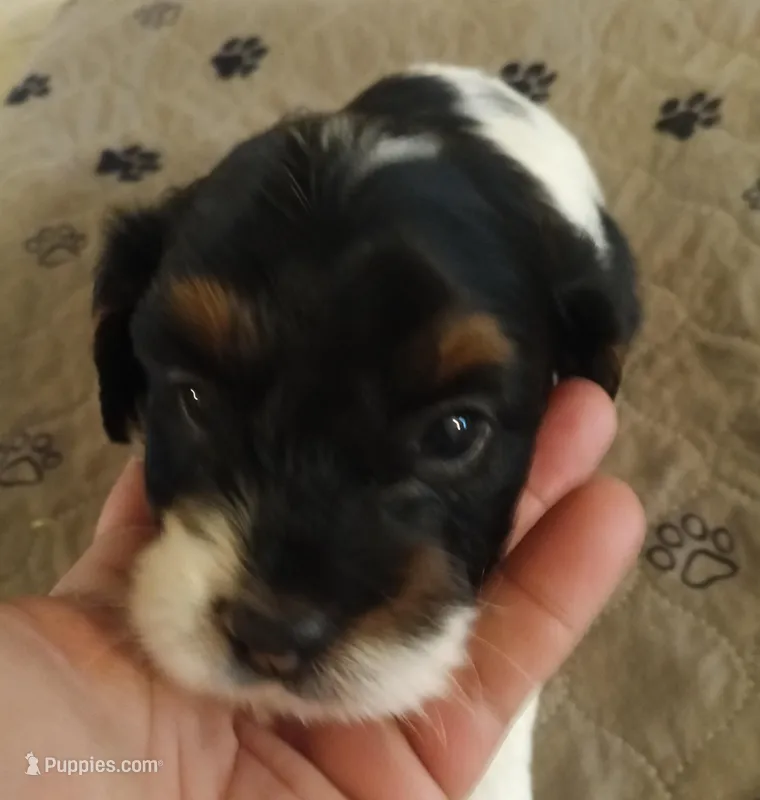 Honey – Cavapoo puppy for sale in East Providence, RI