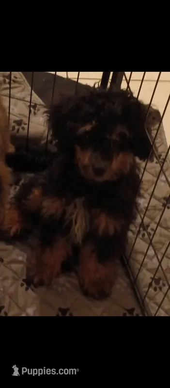 Jack – Poodle - Toy  puppy for sale in East Providence, RI