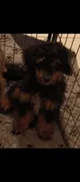 Jack, a male Poodle - Toy  for sale in East Providence, RI – 1 of 1