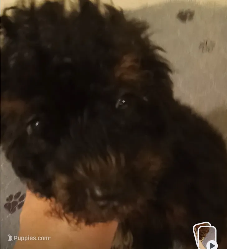 Boy four – Poodle - Miniature  puppy for sale in East Providence, RI