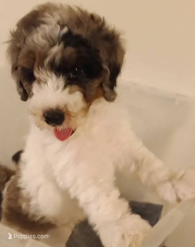 Boy three – Poodle - Miniature  puppy for sale in East Providence, RI