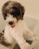 Boy three, a male Poodle - Miniature  for sale in East Providence, RI – 1 of 1
