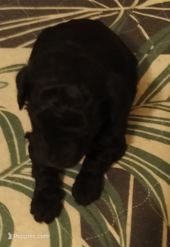 Girl two – Poodle - Miniature  puppy for sale in East Providence, RI