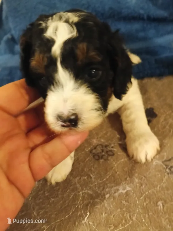 Charlie – Cavapoo puppy for sale in East Providence, RI
