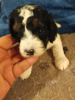 Charlie, a male Cavapoo for sale in East Providence, RI – 1 of 1