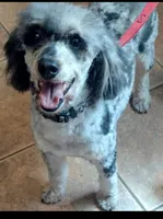 Pepper retired , a female Poodle - Miniature  for sale in East Providence, RI – 1 of 1