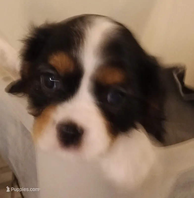 Boy 1  – Cavalier King Charles Spaniel puppy for sale in East Providence, RI