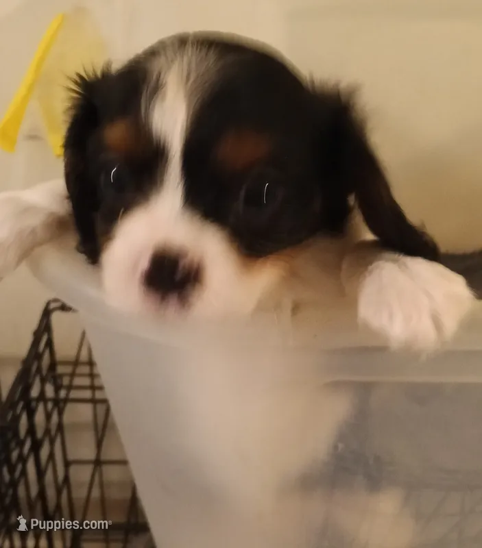 Boy 3 – Cavalier King Charles Spaniel puppy for sale in East Providence, RI