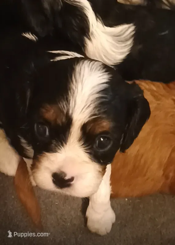 Boy 1  – Cavalier King Charles Spaniel puppy for sale in East Providence, RI