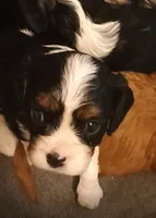Boy 1 , a male Cavalier King Charles Spaniel for sale in East Providence, RI – 1 of 1