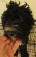 Jellybean, a female Cavapoo and Cavalier King Charles Spaniel for sale in East Providence, RI – 1 of 1