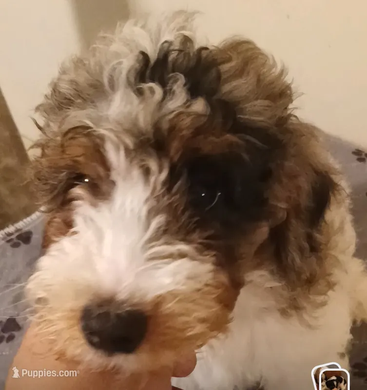 Boy three – Poodle - Miniature  puppy for sale in East Providence, RI