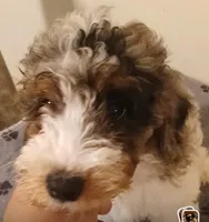 Cooper, a male Poodle - Miniature  for sale in East Providence, RI – 1 of 1