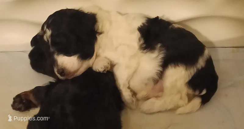 Boy one – Poodle - Miniature  puppy for sale in East Providence, RI
