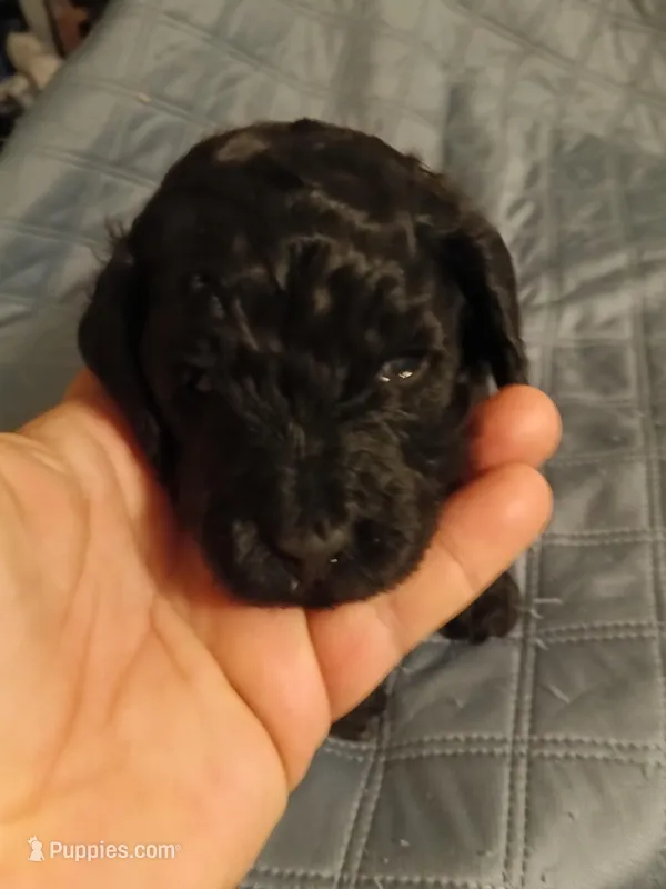 Boy one, a male Cavapoo and Poodle - Miniature  for sale in East Providence, RI – Photo 1 of 1
